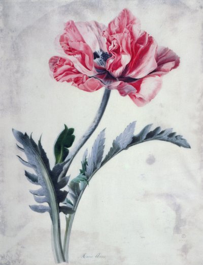 Flower Pieces, Oriental Poppy by Marie Anne